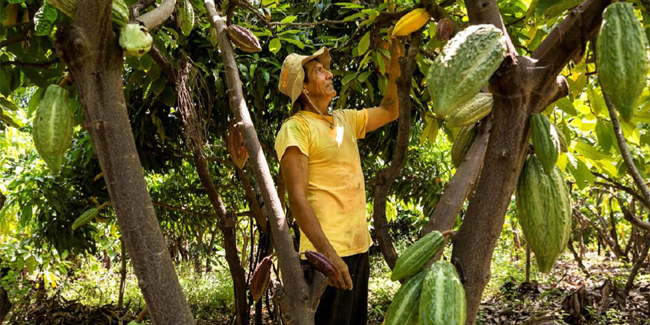 Agricultor piurano revisando la calidad de su cacao orgánico. Foto: CHRISTIAN MARK INGA OSORIO. Concurso Fotografia FONTAGRO 2016