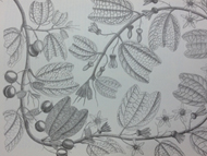 Imagen: Passiflora, Alejo Sáenz, Flora de la Real Expedición Botánica del Nuevo Reino de Granada (1783-1816)